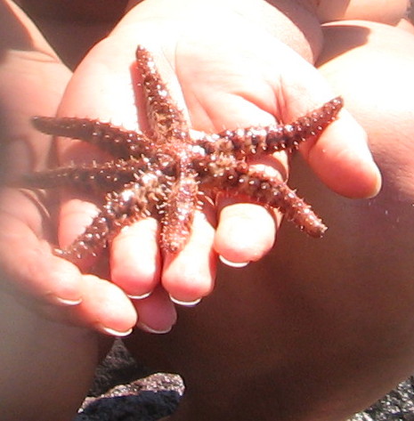 Coscinasterias tenuispina (Lamarck, 1816)